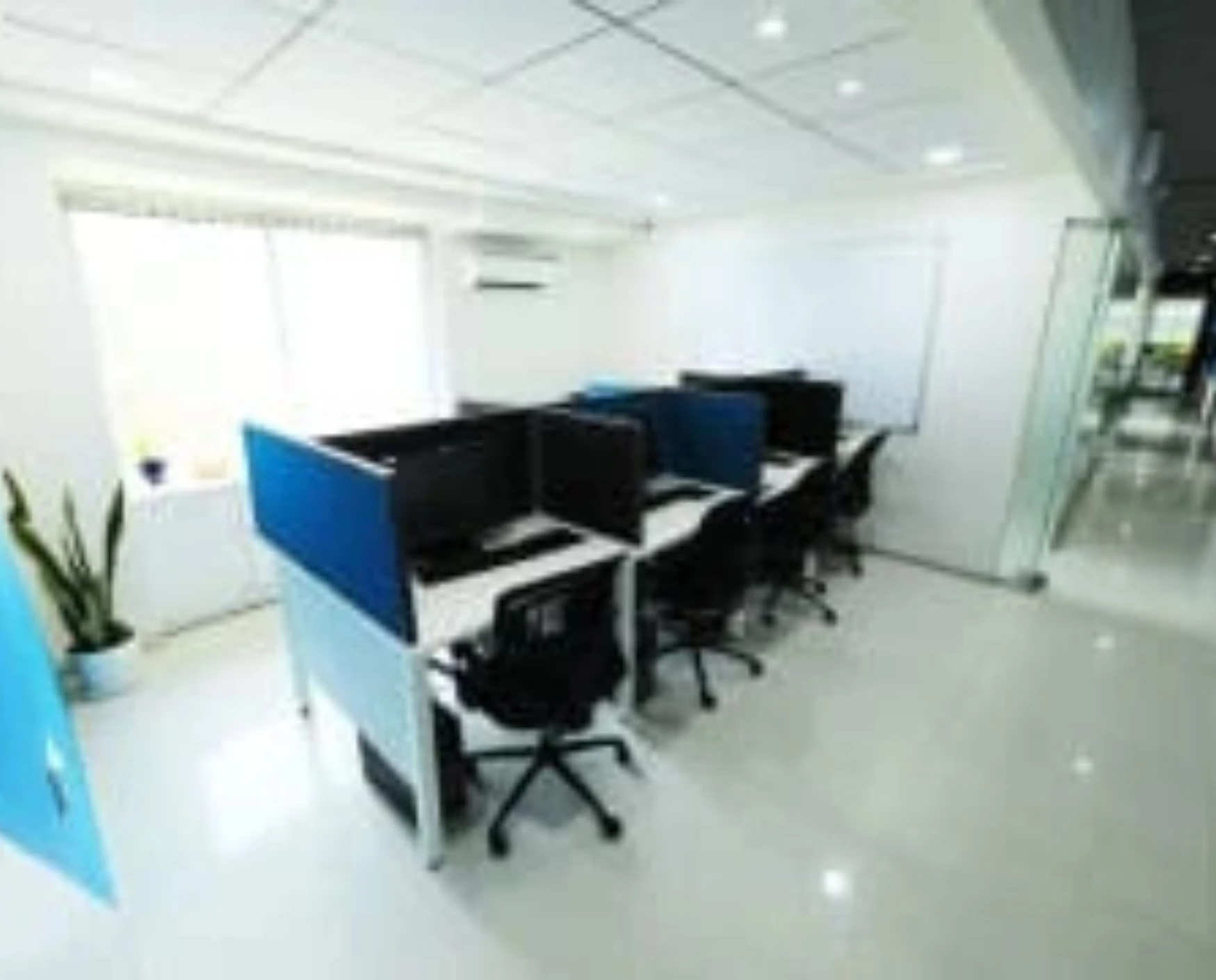 bluebell images (23)