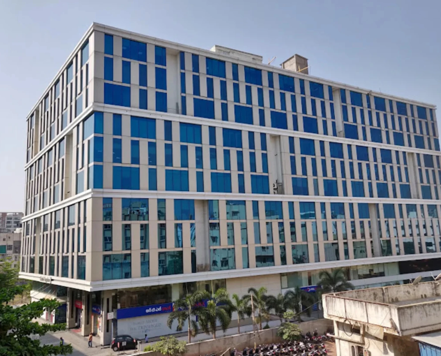 bluebell images (79)