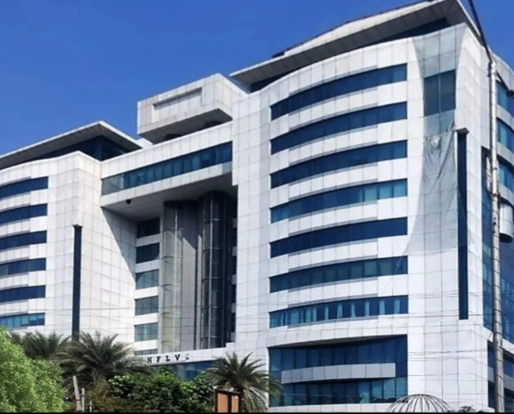 bluebell images (86)